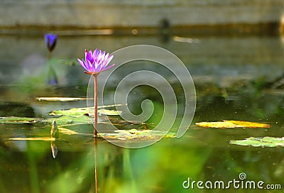 Lotus in Lake of Huyen Khong Son Thuong Pagoda Stock Photo